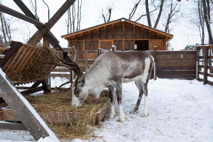 Как и где отдохнуть с семьей в Москве: секреты городского уюта на Городской ферме